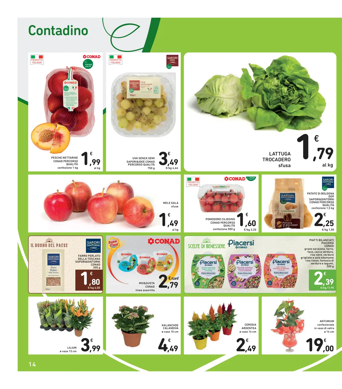 Pagina 14
