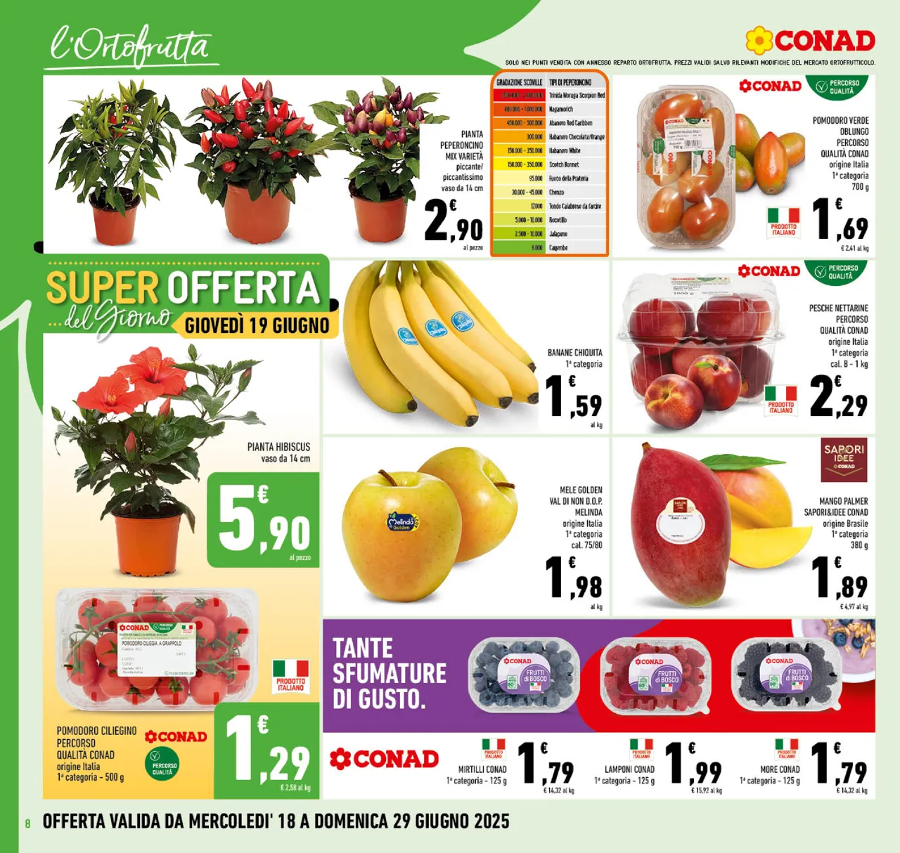 Pagina 8