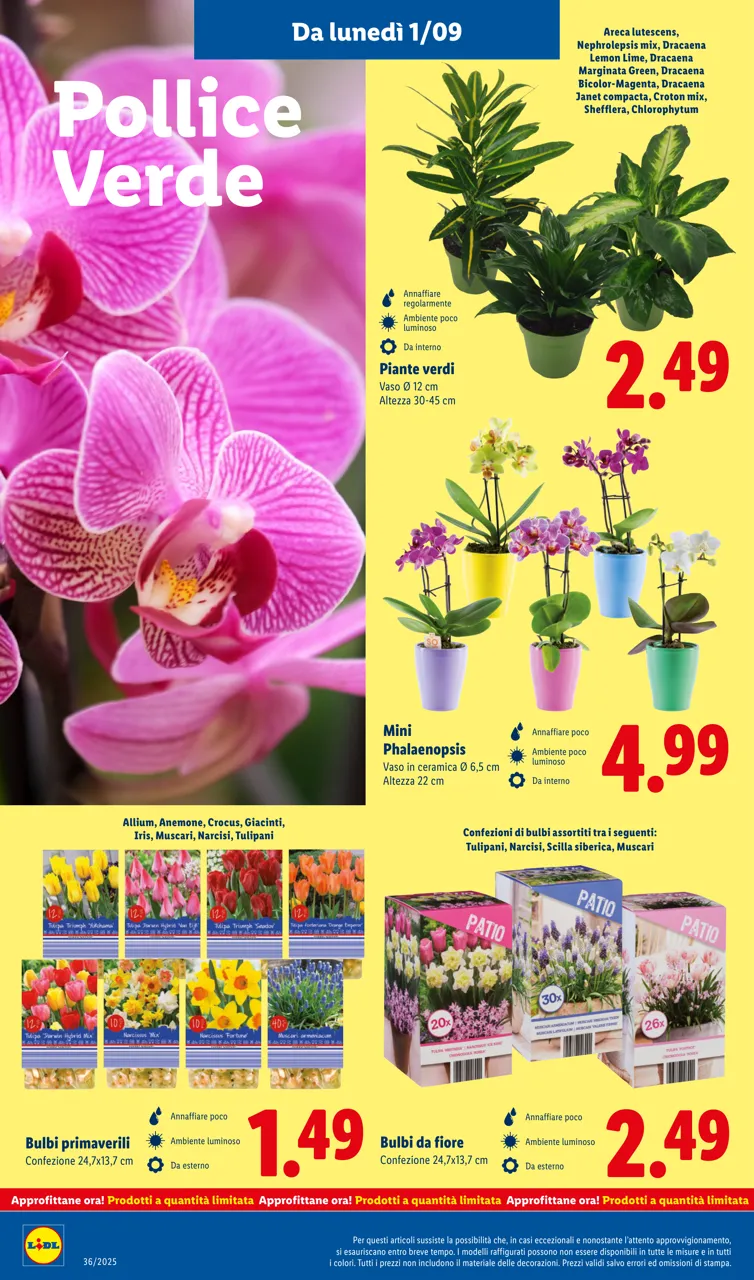 Pagina 36